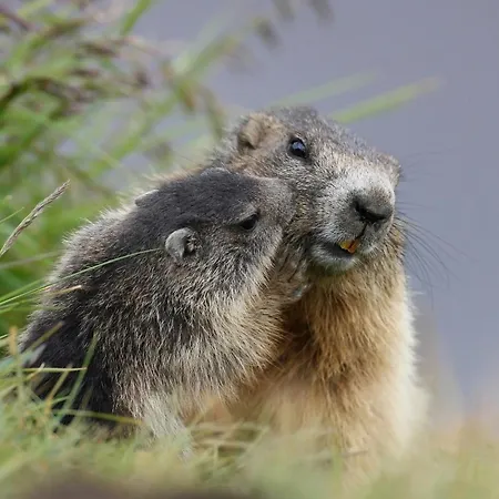 酒店 Il Caminetto Sport