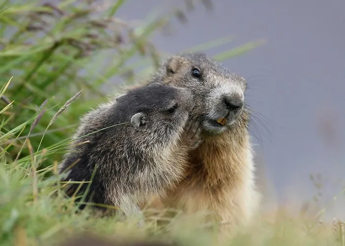 Hotel Il Caminetto Sport